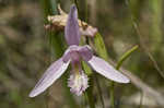 Rose pogonia <BR>Snakemouth orchid